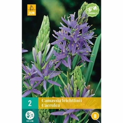 Camassia Leichtlinii Caerulea - 2 ks