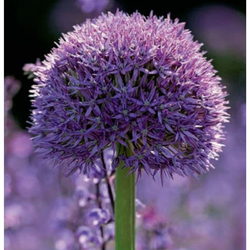 Allium Ambassador - 1 ks Allium Ambassador - 1 ks