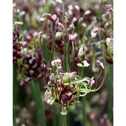 Allium  Art - 10 ks Allium  Art - 10 ks