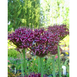 Allium Atropurpureum - 5 ks Allium Atropurpureum - 5 ks