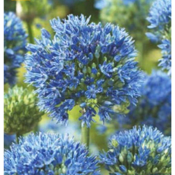 Allium Caeruleum - 15 ks Allium Caeruleum - 15 ks