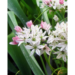 Allium Cameleon - 10 ks Allium Cameleon - 10 ks