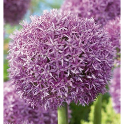 Allium Globemaster - 1 ks Allium Globemaster - 1 ks