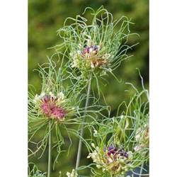 Allium Hair - 10 ks Allium Hair - 10 ks