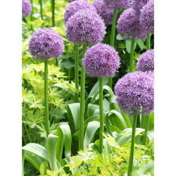 Allium His Excellency - 1 ks Allium His Excellency - 1 ks