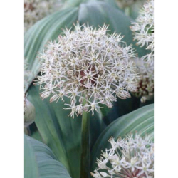 Allium Karataviense - 5 ks Allium Karataviense - 5 ks