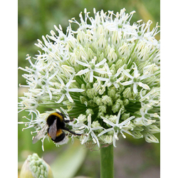 Allium Mount Everest - 1 ks Allium Mount Everest - 1 ks