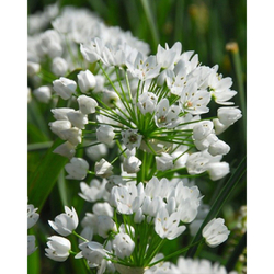 Allium Neapolitanum - 25 ks Allium Neapolitanum - 25 ks