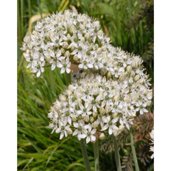 Allium Nigrum - 5 ks Allium Nigrum - 5 ks