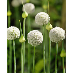 Allium Ping Pong - 15 ks Allium Ping Pong - 15 ks