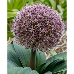 Allium Red Giant - 3 ks Allium Red Giant - 3 ks