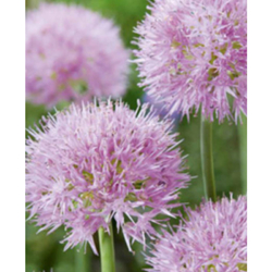 Allium Roseum - 25 ks Allium Roseum - 25 ks