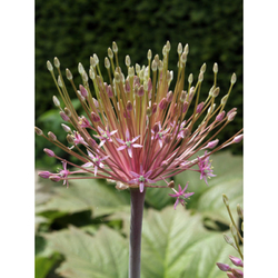 Allium Schubertii - 3 ks Allium Schubertii - 3 ks
