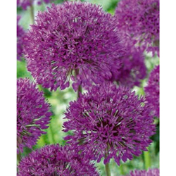 Allium Purple Sensation - 5 ks Allium Purple Sensation - 5 ks