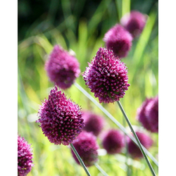 Allium Sphaerocephalon - 25 ks Allium Sphaerocephalon - 25 ks