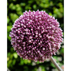 Allium Summer Drummer - 3 ks Allium Summer Drummer - 3 ks