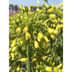 Allium Yellow Fantasy - 7 ks Allium Yellow Fantasy - 7 ks