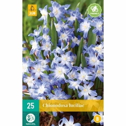 Chionodoxa Luciliae - 25 ks