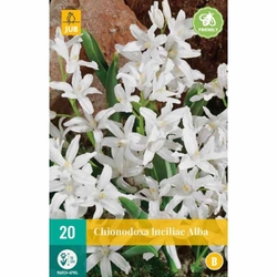 Chionodoxa Luciliae Alba - 20 ks