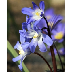 Taška - Mix pro včely – Happy bee - Ladonička Chionodoxa Luciliae