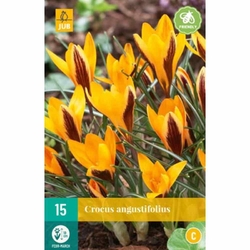 Crocus Angustifolius - 15 ks Crocus Angustifolius - 15 ks