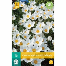 Crocus Ard Schenk - 15 ks Crocus Ard Schenk - 15 ks