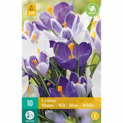 Crocus Blue-White Mix - 10 ks Crocus Blue-White Mix - 10 ks