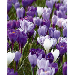 Crocus Blue-White Mix - 10 ks Crocus Blue-White Mix - 10 ks