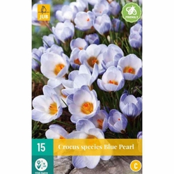 Crocus Blue Pearl - 15 ks