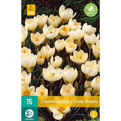 Crocus Cream Beauty - 15 ks Crocus Cream Beauty - 15 ks