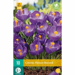 Crocus Flower Record - 10 ks Crocus Flower Record - 10 ks