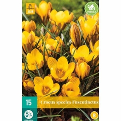 Crocus Fuscotinctus - 15 ks Crocus Fuscotinctus - 15 ks