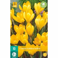 Crocus Golden Yellow - 10 ks Crocus Golden Yellow - 10 ks