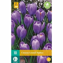 Crocus Grand Maitre - 10 ks Crocus Grand Maitre - 10 ks