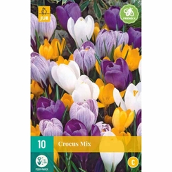 Crocus Large Flowering Mix - 10 ks Crocus Large Flowering Mix - 10 ks