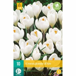 Crocus Jeanne d'Arc - 10 ks Crocus Jeanne d'Arc - 10 ks