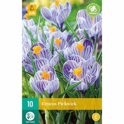 Crocus Pickwick - 10 ks Crocus Pickwick - 10 ks