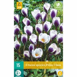 Crocus Prins Claus - 15 ks Crocus Prins Claus - 15 ks