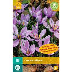 Crocus Sativus - Šafránový krokus - 10 ks Crocus Sativus - Šafránový krokus - 10 ks