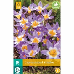 Crocus Sieberi Tricolor - 15 ks Crocus Sieberi Tricolor - 15 ks