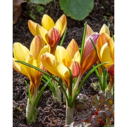 Taška - Bulb Garden Mix - Crocus Fuscotinctus
