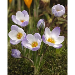 Crocus Sieberi Firefly - 20 ks Crocus Sieberi Firefly - 20 ks