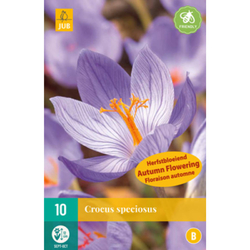 Crocus Speciosus - Šafránový krokus - 10 ks Crocus Speciosus - Šafránový krokus - 10 ks