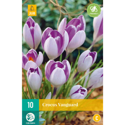 Crocus Vanguard - 10 ks Crocus Vanguard - 10 ks