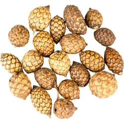 Dekorace - Cane fruit 20 ks Dekorace - Cane fruit 20 ks