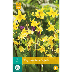 Erythronium Pagoda - 3 ks