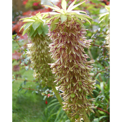 Chocholatice Eucomis BICOLOR - květ