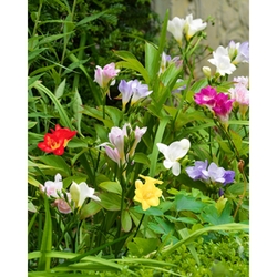 Freesia Single mix - květy