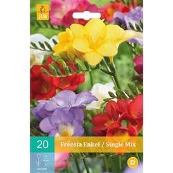Freesia Single mix - 20 ks