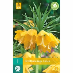 Řepčík - Fritillaria Imperialis Lutea - 1 cibule